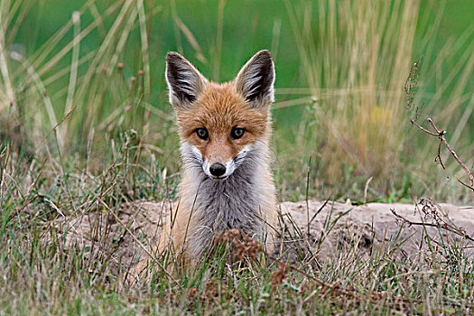 红狐,狐属,窝,波兰