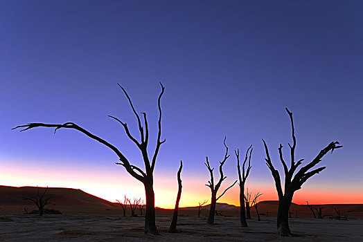骆驼,刺,树,刺槐,剪影,日落,死亡谷,索苏维来地区,纳米比诺克陆夫国家公园,纳米布沙漠,纳米比亚,非洲