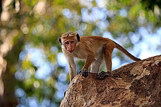 无边帽,短尾猿,弥猴属,成年,树,国家公园,斯里兰卡,亚洲