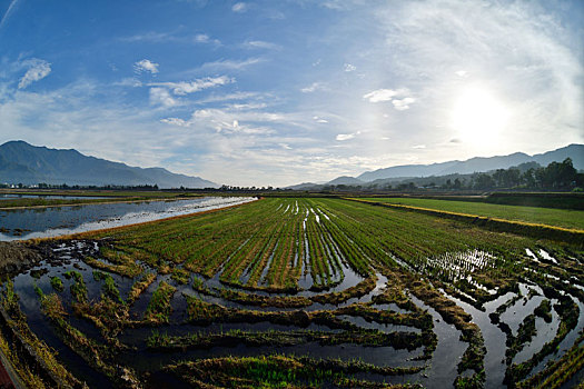 灌浆,水田