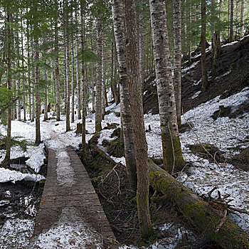 冬日树林,不列颠哥伦比亚省,加拿大