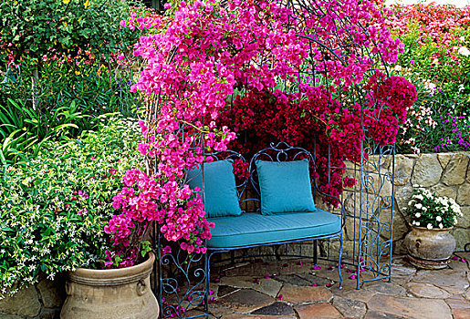 隔绝,蓝色,座椅,仰视,藤架,叶子花属,粉色