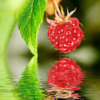 成熟,红色树莓,悬挂,户外,上方,水