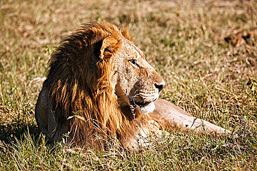 狮子,雄性,莫瑞米,博茨瓦纳,非洲