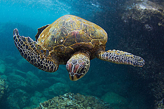 水下视角,龟,游泳,海洋,夏威夷,美国