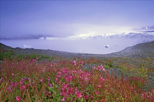 雾,杂草,正面,冰河,基奈,峡湾,国家公园