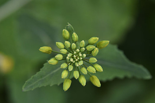 油菜花蕾