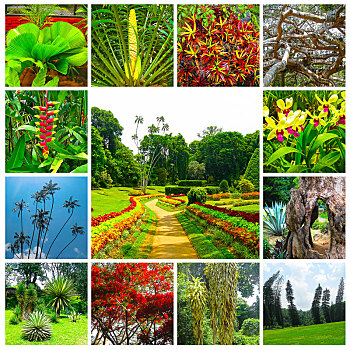 皇家,植物园,斯里兰卡