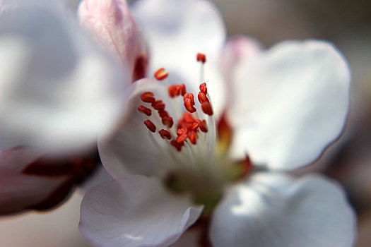 桃花灼灼