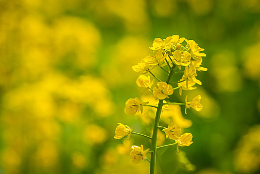 油菜花花田