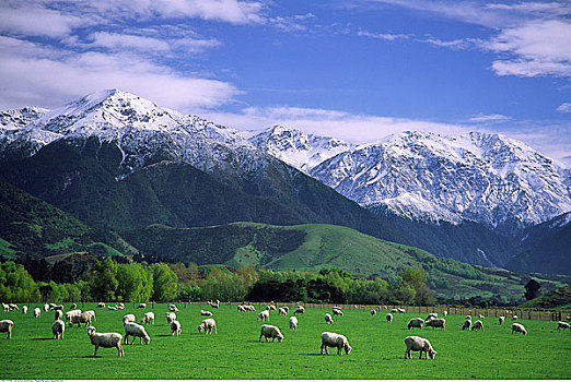 绵羊,新西兰