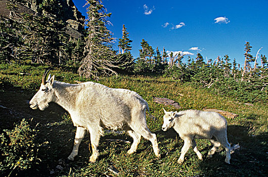 石山羊,保姆,冰川国家公园,蒙大拿