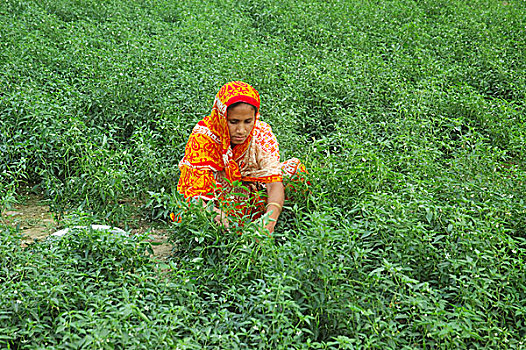 女人,蔬菜,地点,孟加拉,2008年