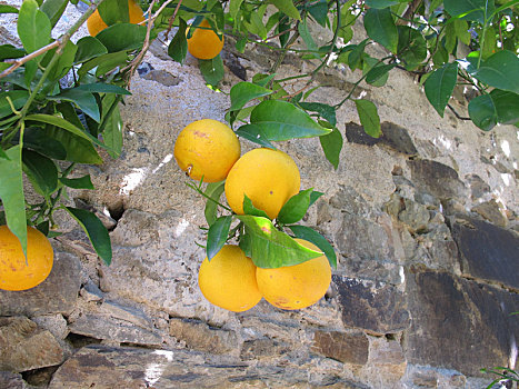 橘树,墙壁