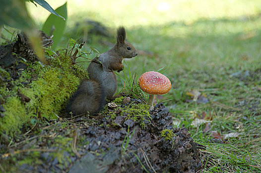北海道松鼠,蘑菇