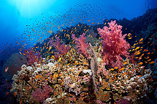 珊瑚礁,繁茂,石头,珊瑚,石珊瑚,软珊瑚,软珊瑚目,成群,鱼,红海,埃及,非洲