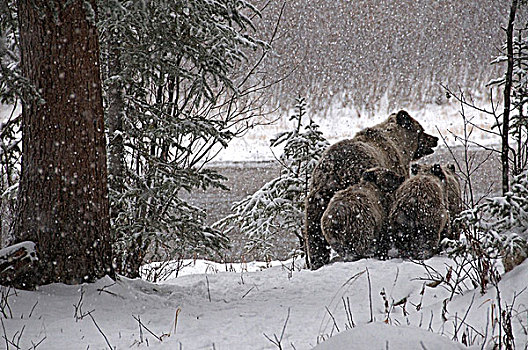 大灰熊,棕熊,母熊,幼兽,走,捕鱼,枝条,河,生态,育空地区,加拿大
