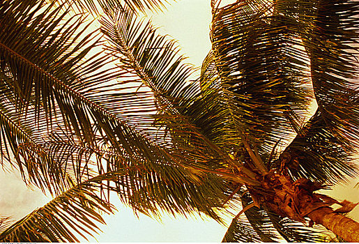 仰视,棕榈树,天空
