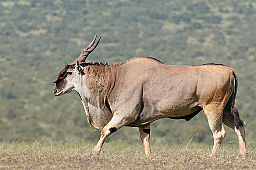 大羚羊,肯尼亚