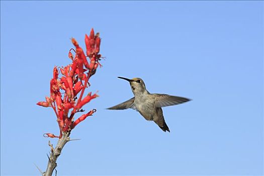 蜂鸟,墨西哥刺木,仙人掌,花,埃尔比斯开诺生物圈保护区,墨西哥