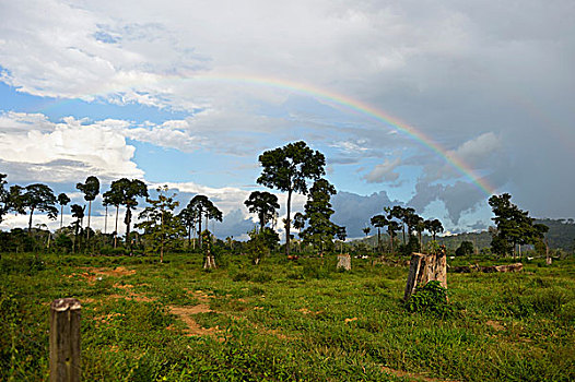 区域,雨林,使用,草场,彩虹,亚马逊雨林,巴西,南美