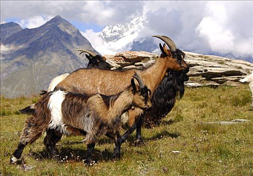 牧群,山羊,策马特峰,瓦莱,瑞士