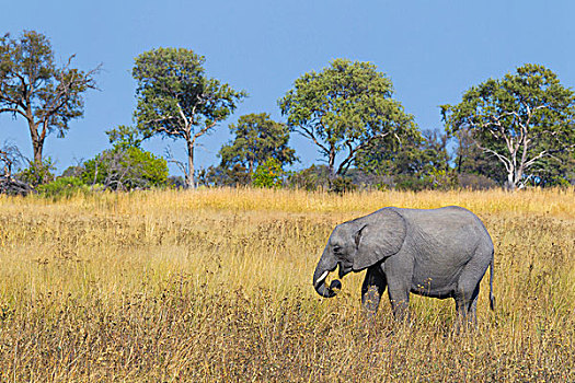 非洲象,幼兽,站立,草地,奥卡万戈三角洲,博茨瓦纳,非洲