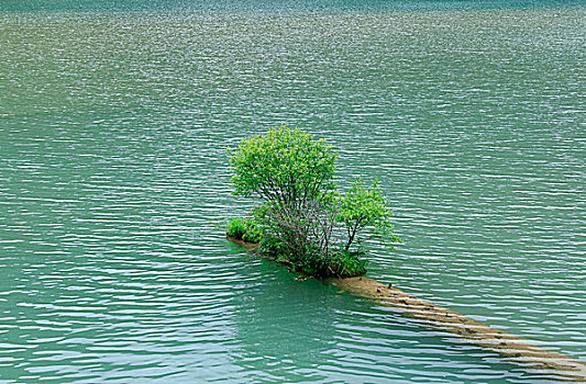 湖面上的两颗树