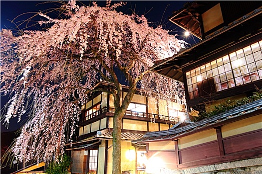 传统,日式房屋,樱花,树,夜晚