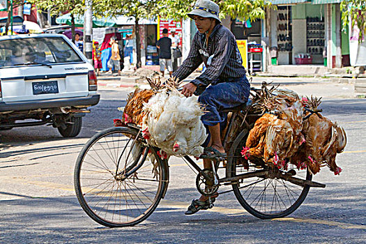 缅甸,男人,骑自行车,生活方式,鸡,仰光