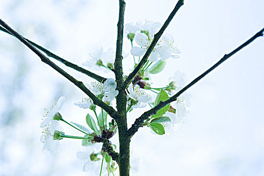 苹果树,枝条,开花