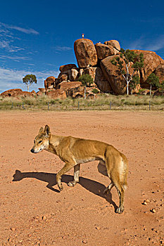 澳洲野狗,狼,营地,食物,大理石,北领地州,澳大利亚