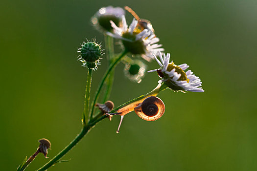 花与小蜗牛