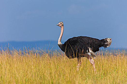 侧视图,男性的,马赛鸵鸟,鸵鸟骆驼,步行,在,草原,马赛玛拉,国家保护区,肯尼亚,东部非洲