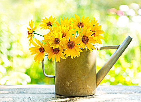 黄色,雏菊,花,洒水壶,木桌子