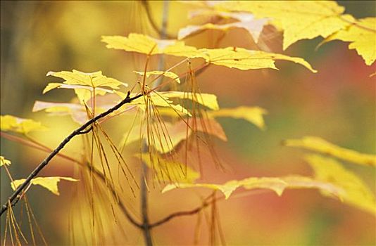 秋天,色彩,叶子,糖枫,糖槭,干燥,松针,松属,深秋,国家公园,东方,加拿大
