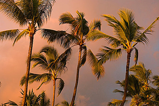 夏威夷,夏威夷大岛,棕榈树,日落