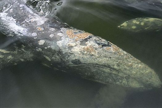 灰鲸,进食,格里夸湾,温哥华岛,不列颠哥伦比亚省,加拿大