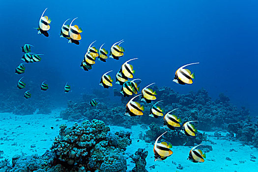 鱼群,红色,海洋,立旗鱼,游泳,蓝色,水,珊瑚,礁石,尖锐,埃及,红海,非洲