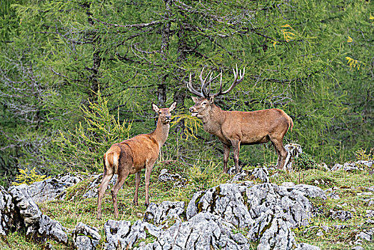赤鹿,鹿属,鹿,母鹿,发情期,上奥地利州,奥地利,欧洲