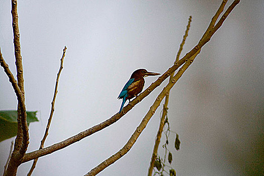 翠鸟,库尔纳市,孟加拉,十二月,2007年