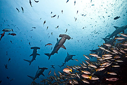 鱼群,圆齿状,路氏双髻鲨,岛屿,哥斯达黎加,北美