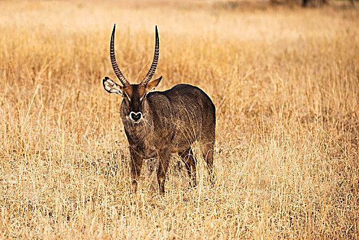 雄性,普通,水羚,干草,塔兰吉雷国家公园,坦桑尼亚