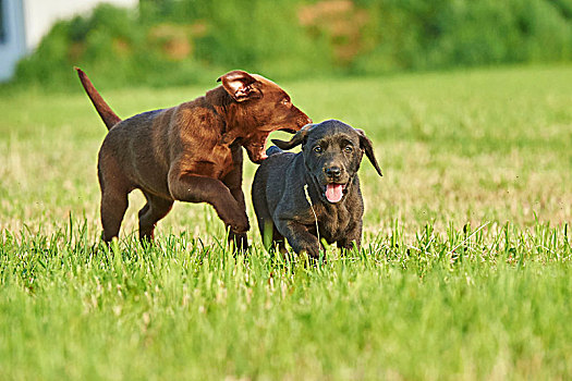 拉布拉多犬,巧克力,褐色,灰色,小狗,草地,正面,看镜头