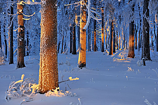 雪,遮盖,树林,黃昏,格罗塞尔,图林根州,德国