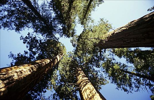 小树林,大树,国家公园,加利福尼亚,美国