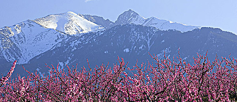 法国,鲁西荣,山,桃树