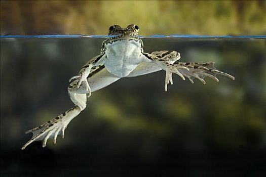 蛙属,漂浮,水中,德克萨斯