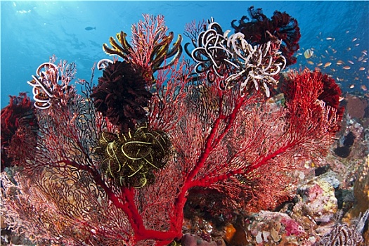 鲜明,红色,珊瑚,遮盖,海百合,礁石,巴厘岛,印度尼西亚
