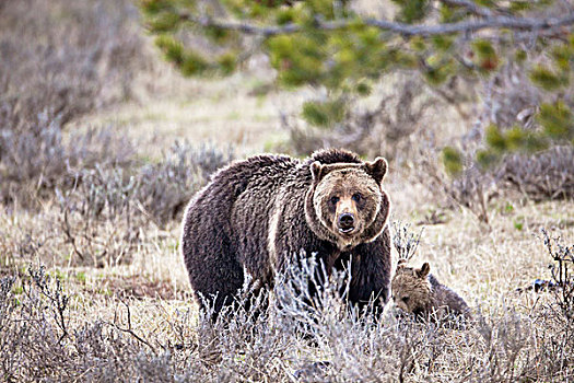 雌性,大灰熊,幼兽,黄石国家公园,怀俄明